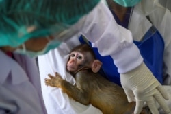 Tajlandski naučnici rade s majmunom koji se koristi za testiranje moguće vaccine za COVID-19 prije eksperimenata na ljudima.