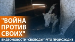 Почему уничтожают скот: новая версия