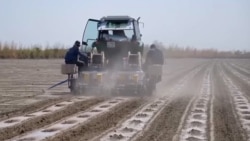 Farmer work their crop on a farm in the Andijon region of Uzbekistan. (file photo)