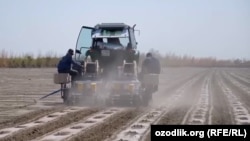 Andijon sebitindäki bir fermada daýhan öz ekin meýdanynda işleýär. (arhiw suraty)