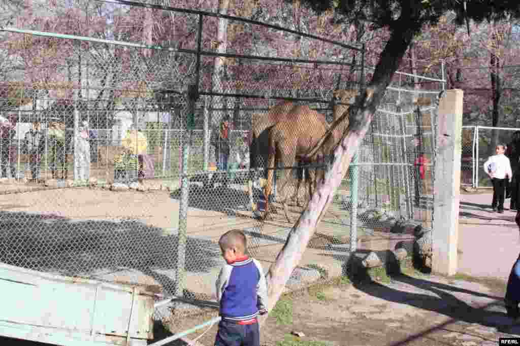 “Ошиқон”-и ҳайвонот #27