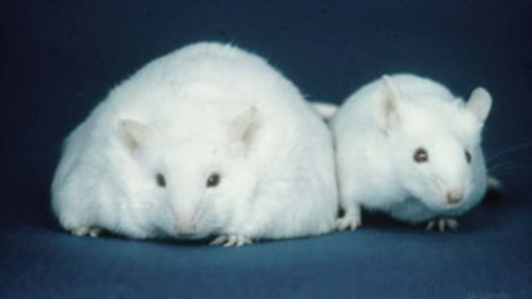 Жұлдырудағы ең терең қарлығаш