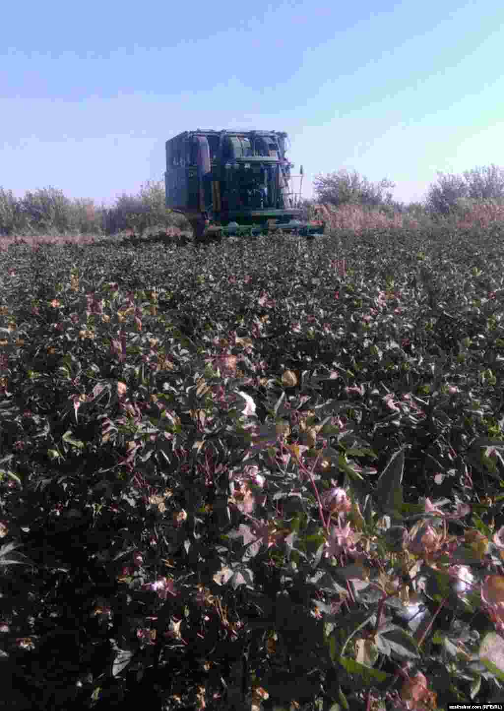 Sakarçäge etrabyndaky pagta meýdanlarynyň biri. Döwlet telewideniýesi ýurduň gowaça meýdanlaryndan ýygylyp alnandygy aýdylýan uly möçberde pagta hasylyny görkezse, Azatlyk Radiosynyň habarçylary we ýerli kärendeçiler bu ýyl hasylyň pes bolandygyny aýdýarlar.