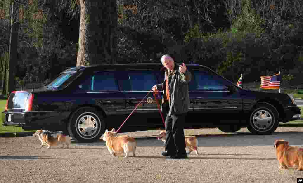 Câinii reginei Elisabeta a II-a sunt scoși la plimbare în incinta Palatului Buckingham, pe 1 aprilie 2009, pe lângă mașina fostului președinte american Barack Obama, în timp ce acesta avea o audiență cu regina. Corgi au fost mereu alături de ea și au dus o viață privilegiată, demnă de o regină.