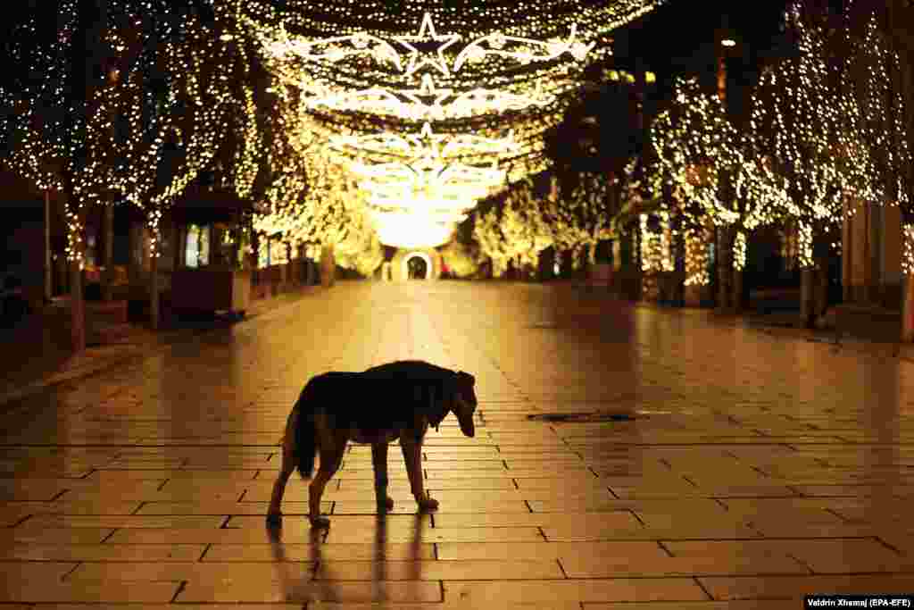 A stray dog walks through a deserted square illuminated with Christmas lights and seasonal decorations in Pristina. The Kosovar government has extended a curfew to stem the spread of the coronavirus. (epa-EFE/Valdrin Xhemaj)