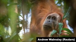 A grown orangutan in the wild in Indonesia