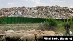 Овчар ги чува своите овци во близина на една од главните депонии во Букурешт