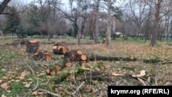 Спиленные деревья в парке им.Гагарина в Симферополе. Декабрь 2025 года
