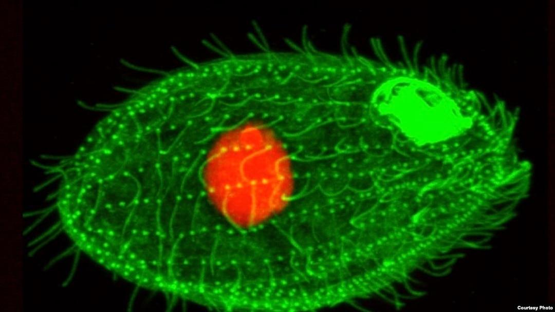  Tetrahymena thermophila
