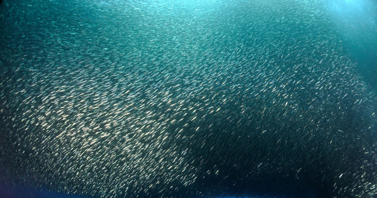 Үнді атақты секс