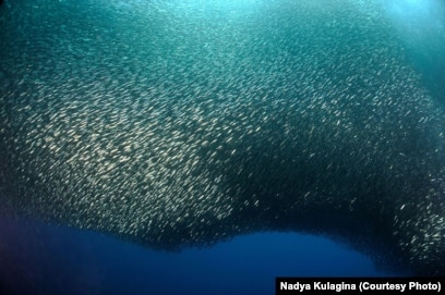 Бразилиялық үлкен бөкселердің жалаңаш фотосуреттері