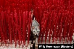Напередодні святкувань кішка пролізла на майданчик, де сушать аромапалички, на фабриці в Тангерангу неподалік Джакарти, Індонезія, 10 лютого 2021 року