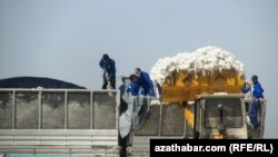 Pagta hasyly ýygnalýar, Türkmenistan 