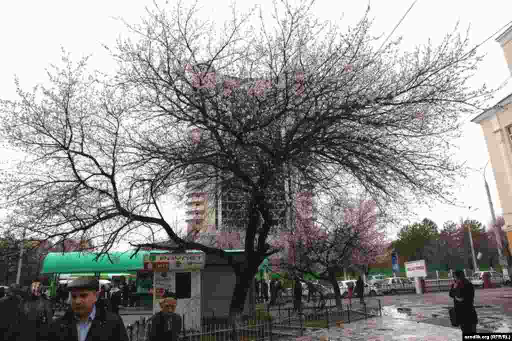 Uzbekistan - spring in Tashkent