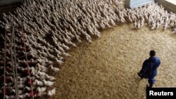 Fransada quşçuluq ferması