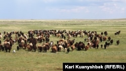 Казакстандагы жайыттардын бириндеги мал. 
