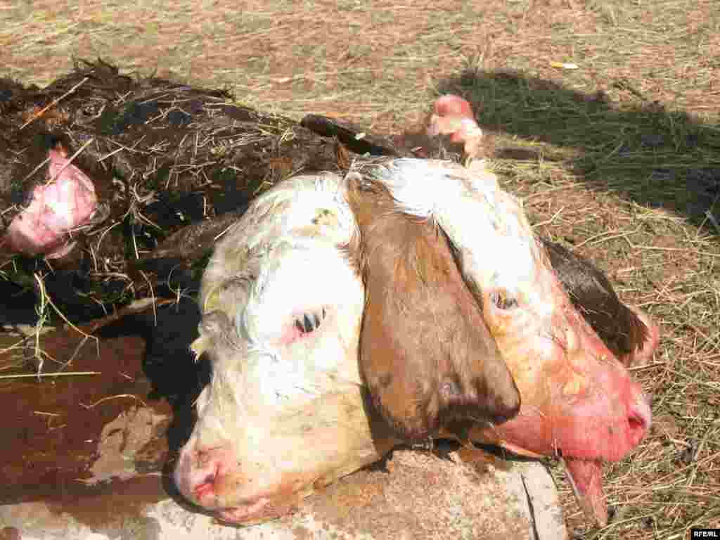 Kazakhstan - Čudo prirode - Kamera je zabilježila tele sa dvije glave i tri uha, u regionu Oilski u Kazakhstanu.